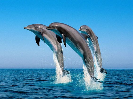 Descrição da imagem: Três golfinhos saltam sobre a água em meio ao mar azul de Fernando de Noronha.