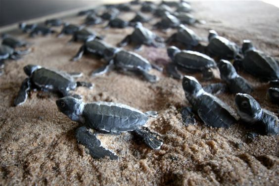 Descrição da imagem: Diversas tartarugas recém-nascidas andam em direção ao mar da Praia do Leão em Fernando de Noronha.