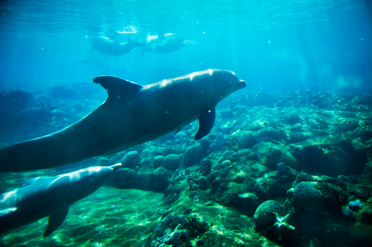 Golfinhos debaixo d'água