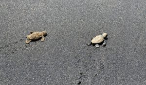 Nascimento de tartarugas marinhas - Ilha do Sal