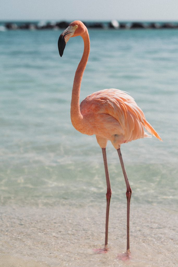 5 - Flamingo - Aruba