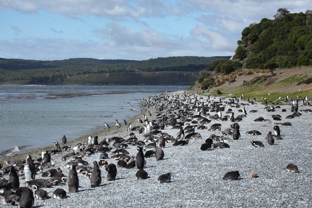 Pinguins na Isla Martillo